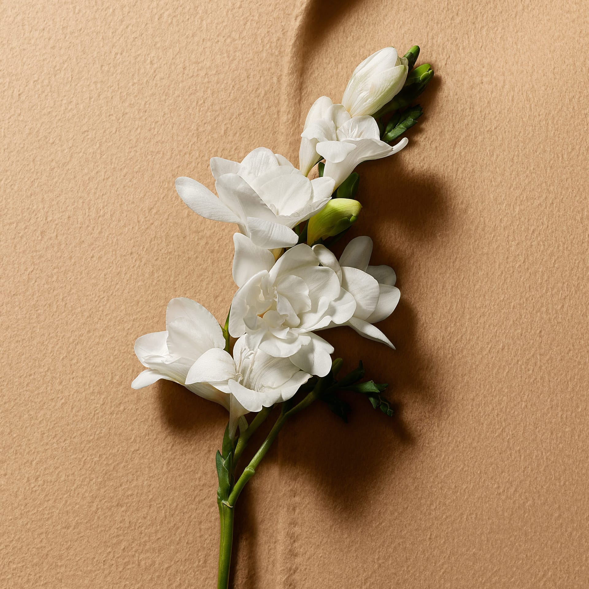 Парфюмерный набор (Парфюмерная вода Le  Parfum 50мл + Парфюмерная вода Le  Parfum 10мл) - фото 4