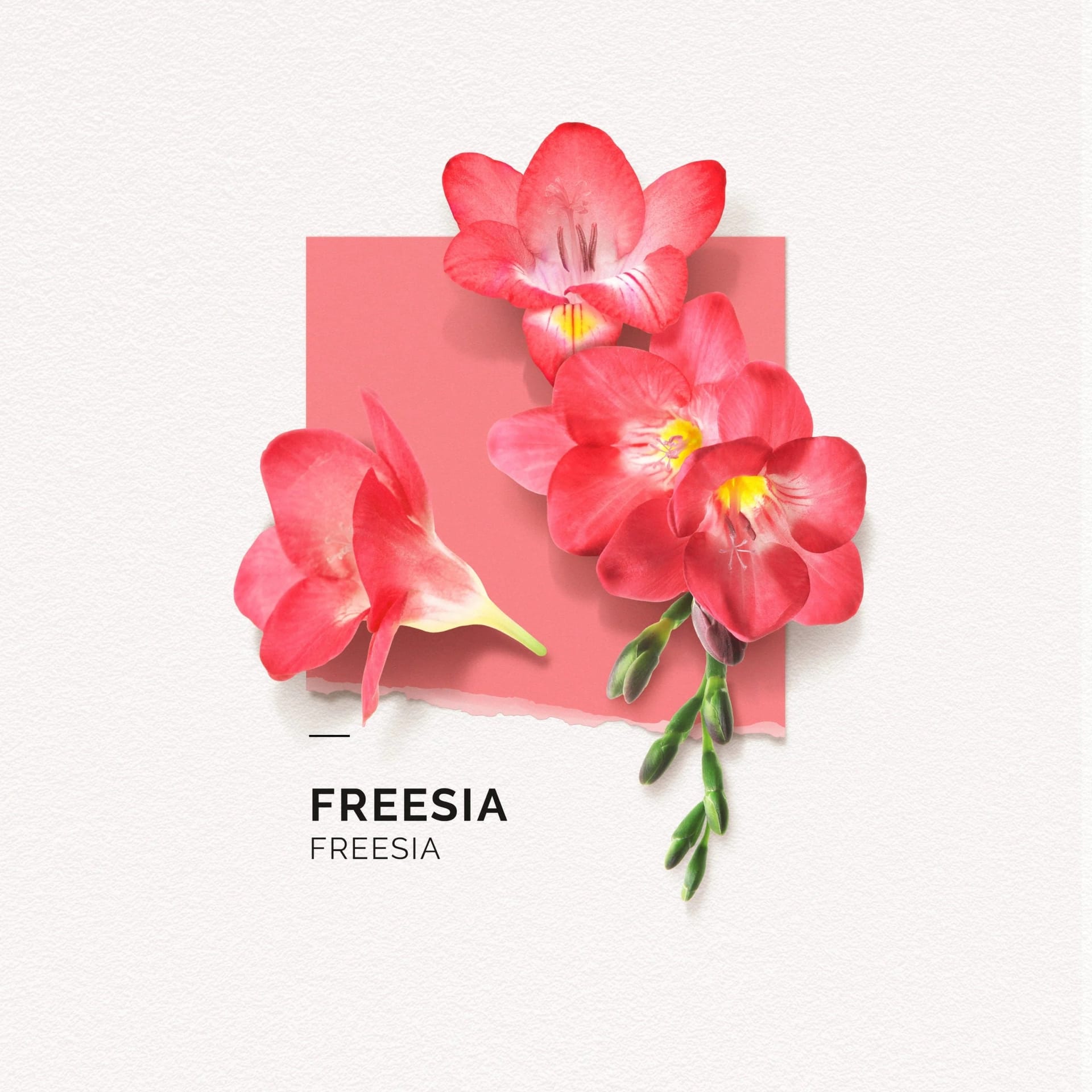 Парфюмерная вода Freezia - фото 6