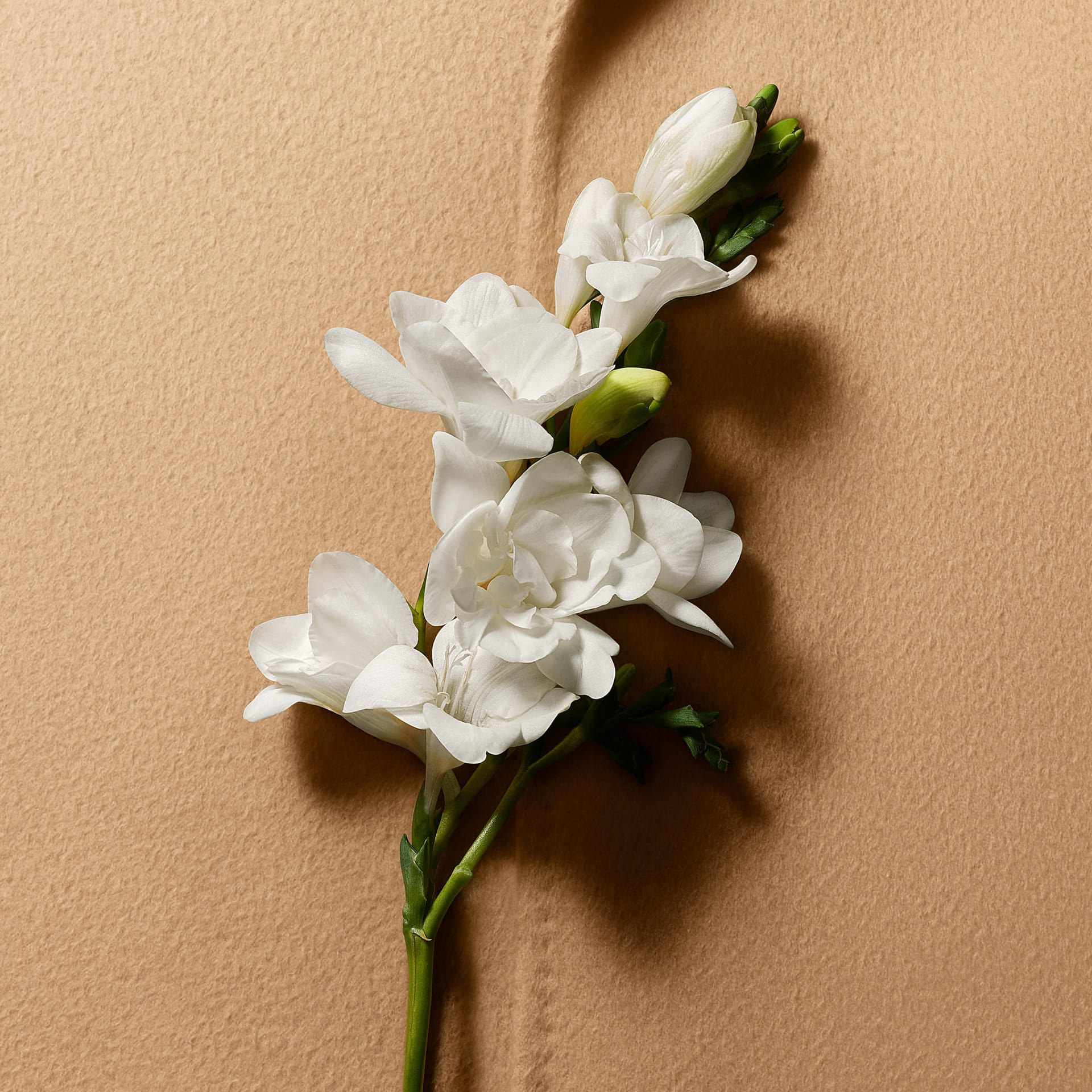 Парфюмерная вода Le Parfum - фото 6