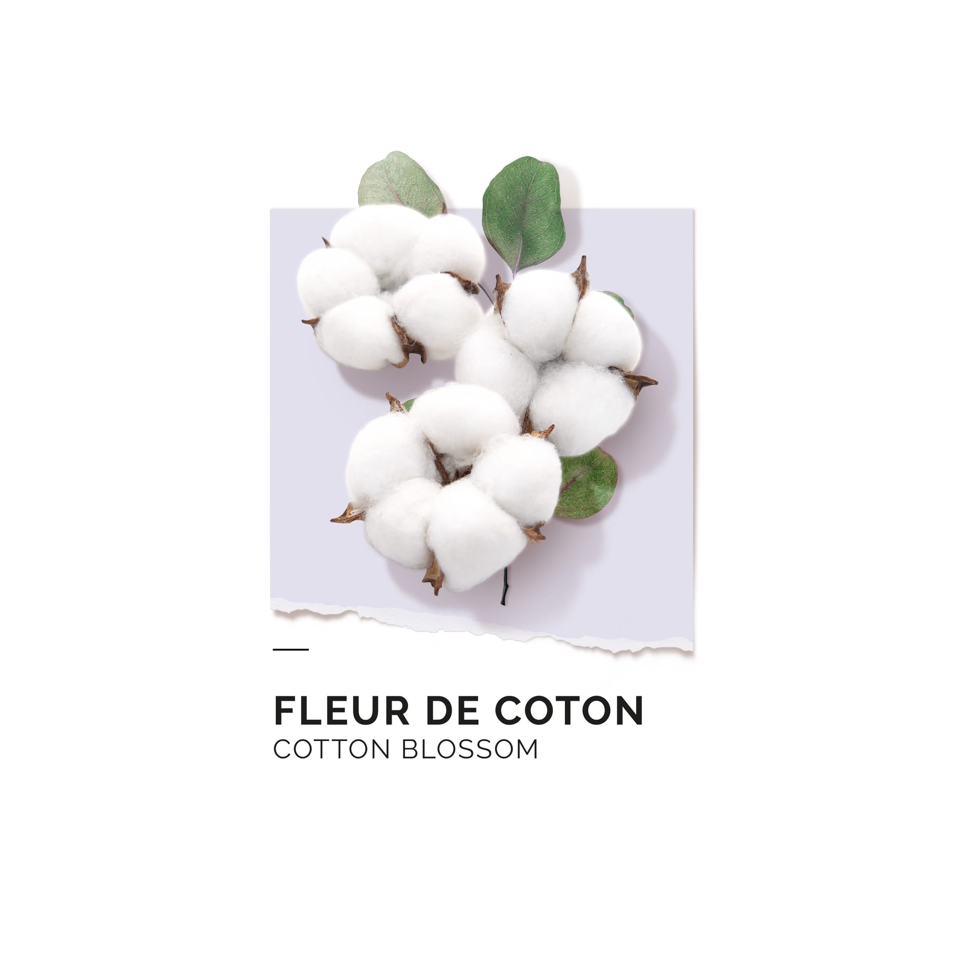 Парфюмерная вода Fleur De Coton - фото 5