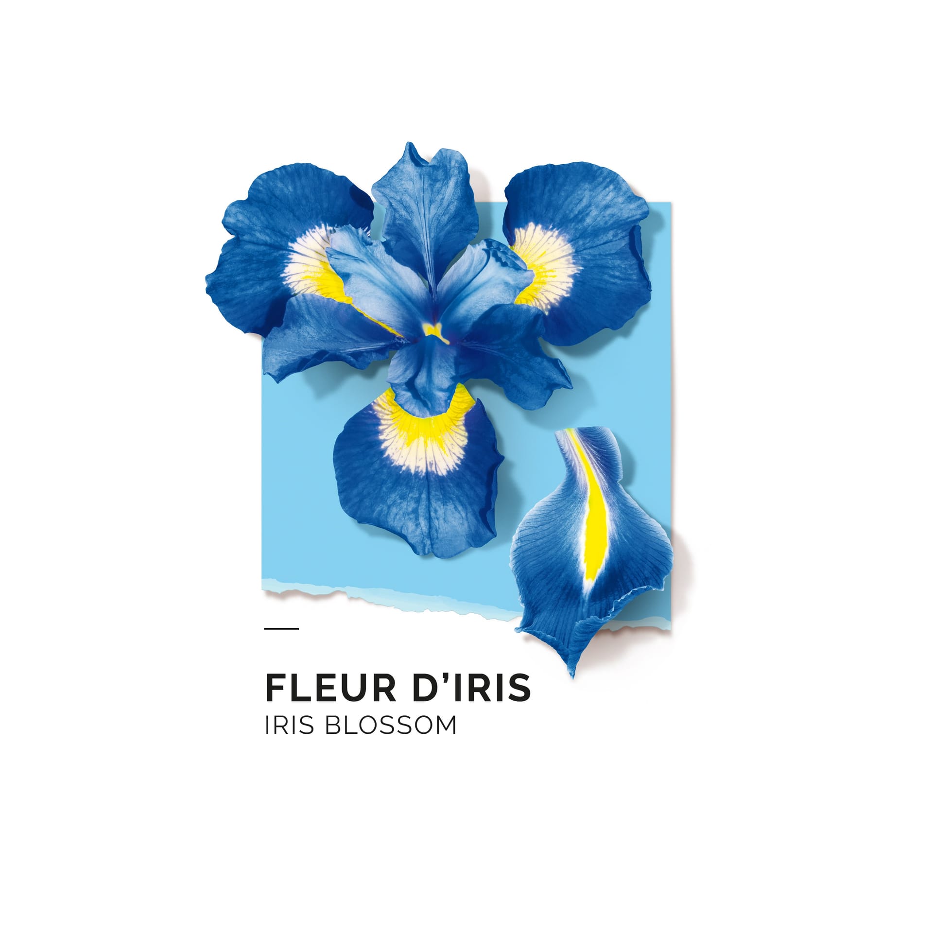 Парфюмерная вода Fleur D’iris - фото 5