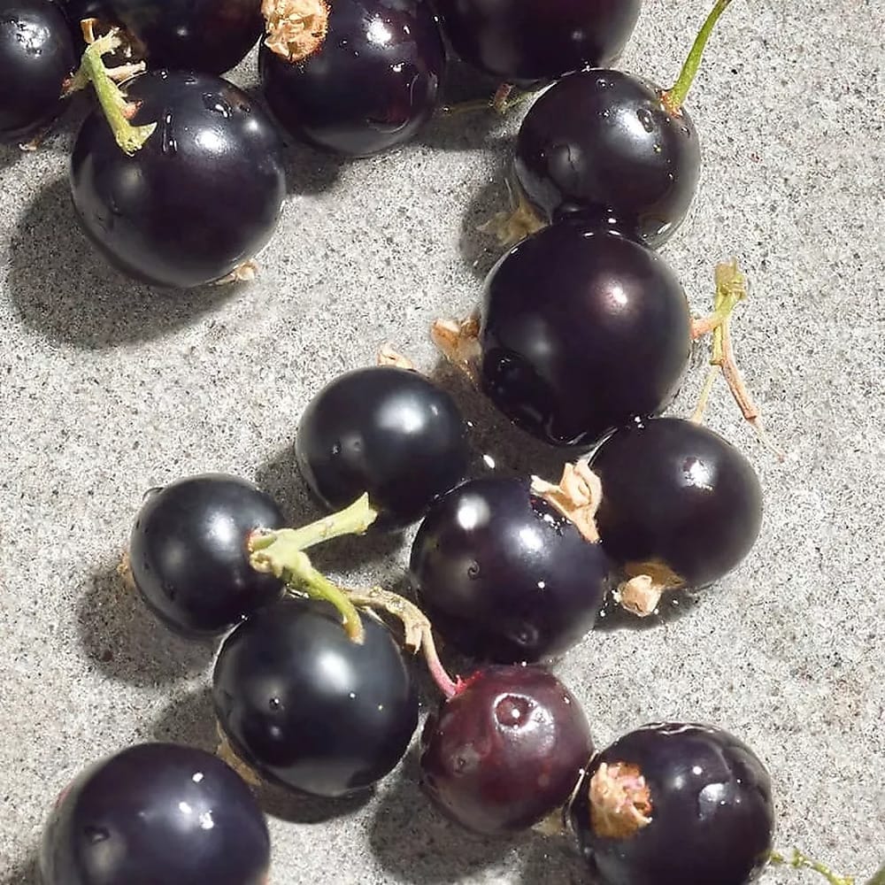 Набор парфюмерный Dolce Violet (Туалетная вода,75 мл+Туалетная вода,10 мл) - фото 4